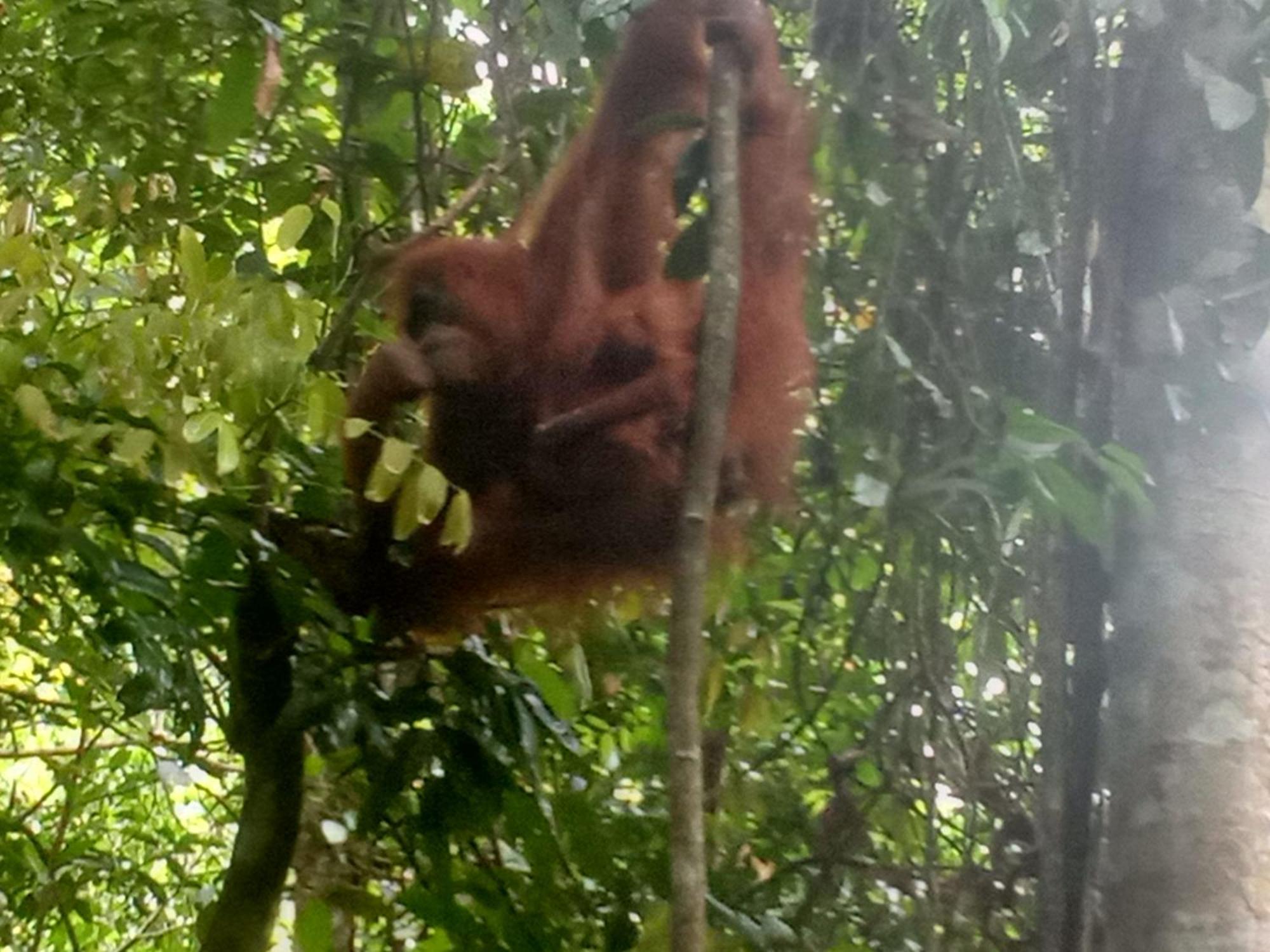 Jungle Treking & Jungle Tour If You Want To Stay Here,You Must Book Treking Only With Us Bukit Lawang Ngoại thất bức ảnh