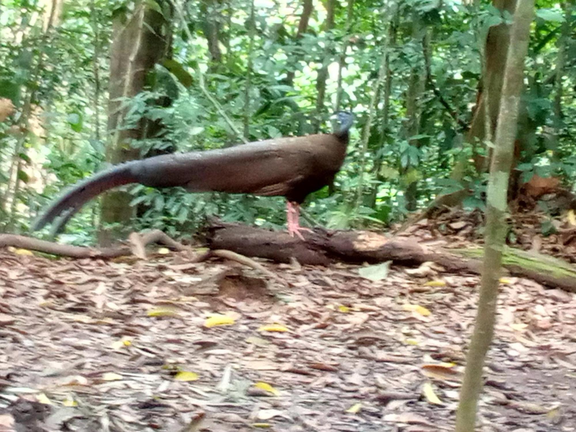 Jungle Treking & Jungle Tour If You Want To Stay Here,You Must Book Treking Only With Us Bukit Lawang Ngoại thất bức ảnh