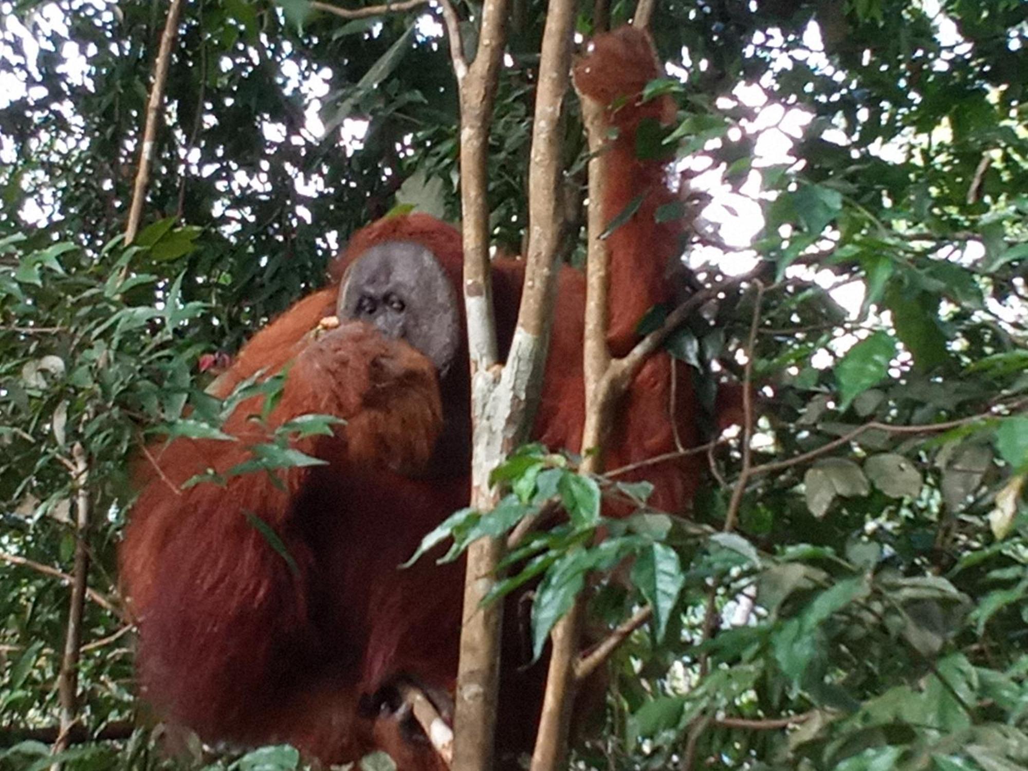 Jungle Treking & Jungle Tour If You Want To Stay Here,You Must Book Treking Only With Us Bukit Lawang Ngoại thất bức ảnh