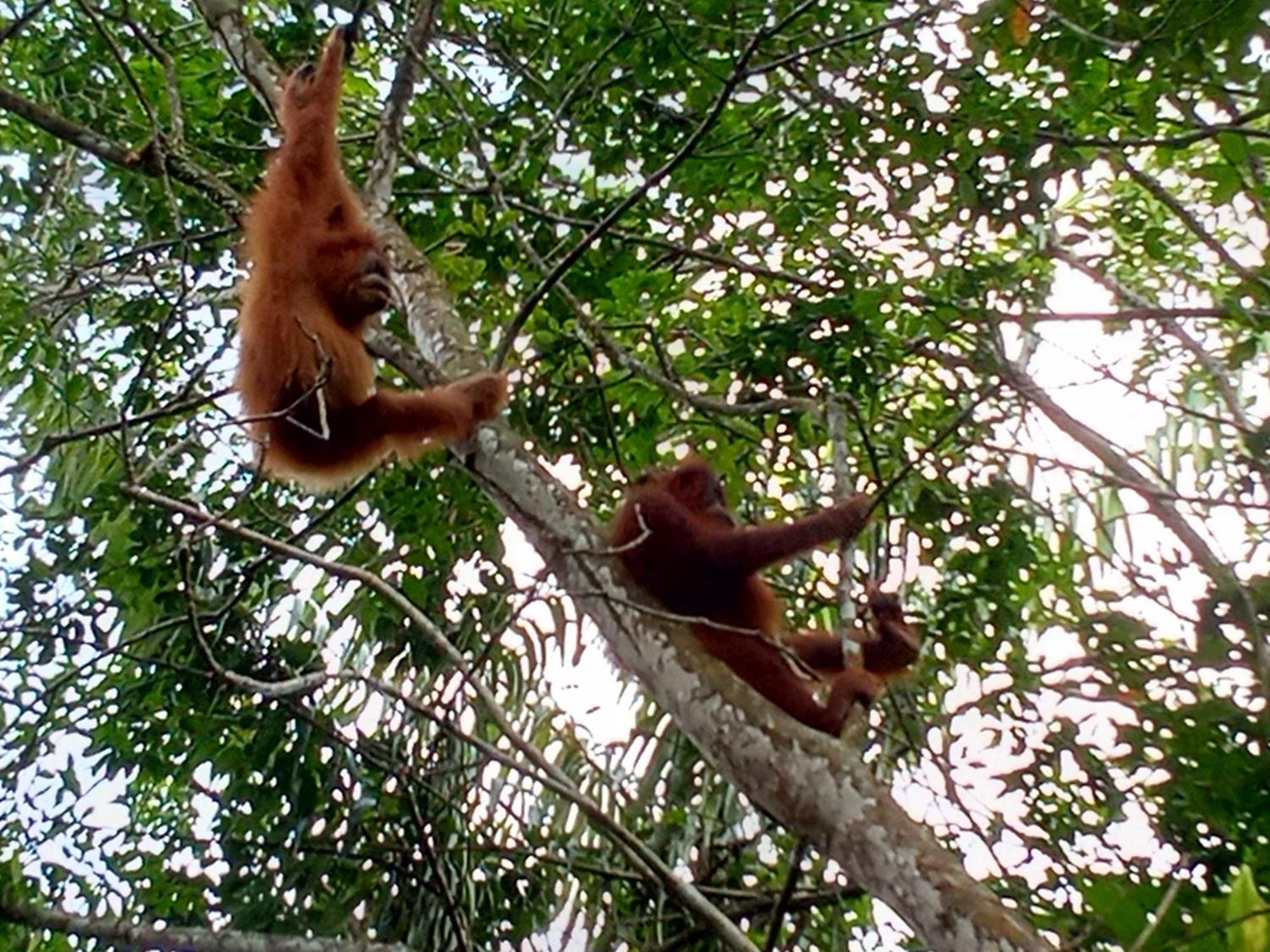 Jungle Treking & Jungle Tour If You Want To Stay Here,You Must Book Treking Only With Us Bukit Lawang Ngoại thất bức ảnh