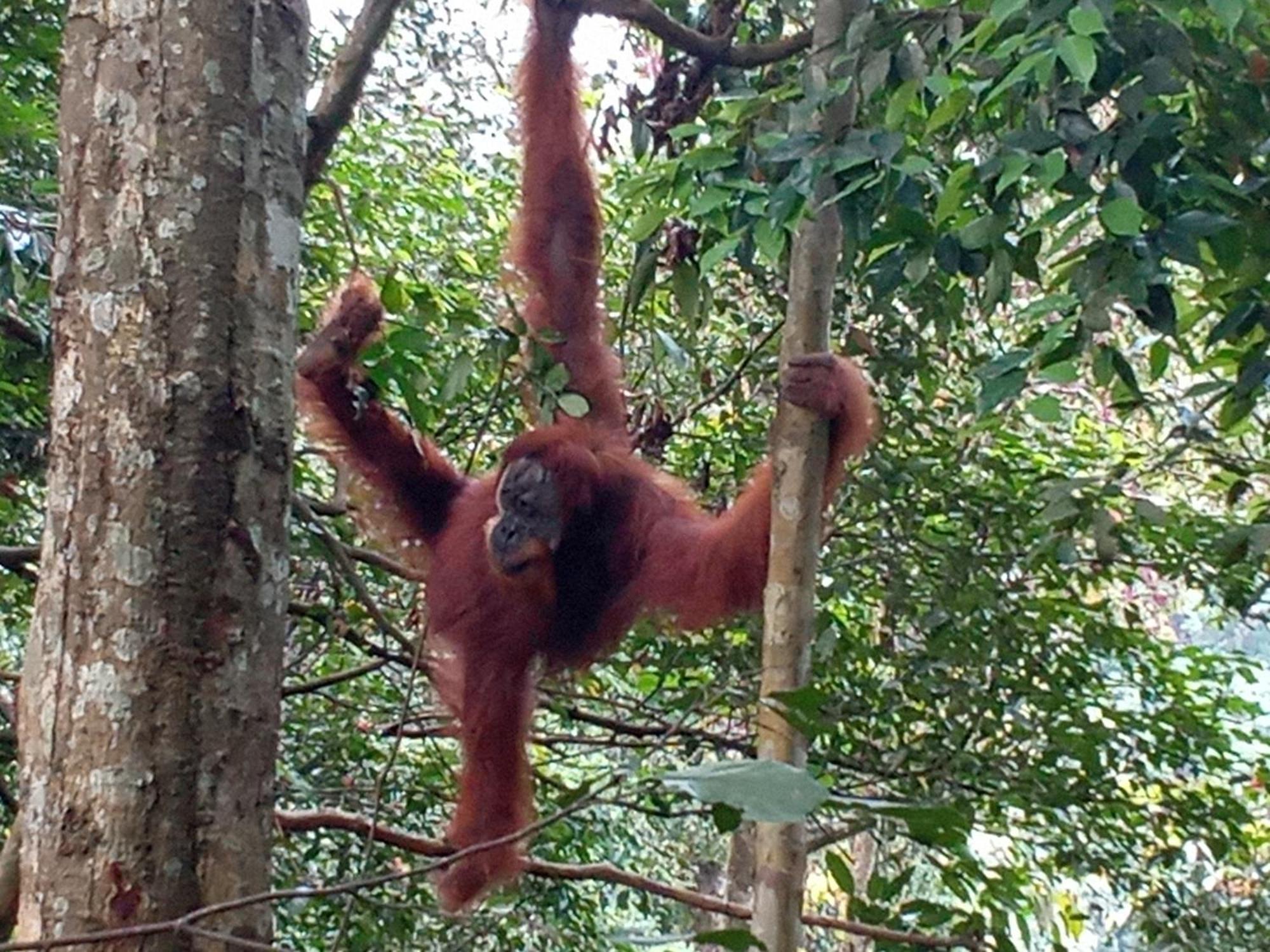 Jungle Treking & Jungle Tour If You Want To Stay Here,You Must Book Treking Only With Us Bukit Lawang Ngoại thất bức ảnh