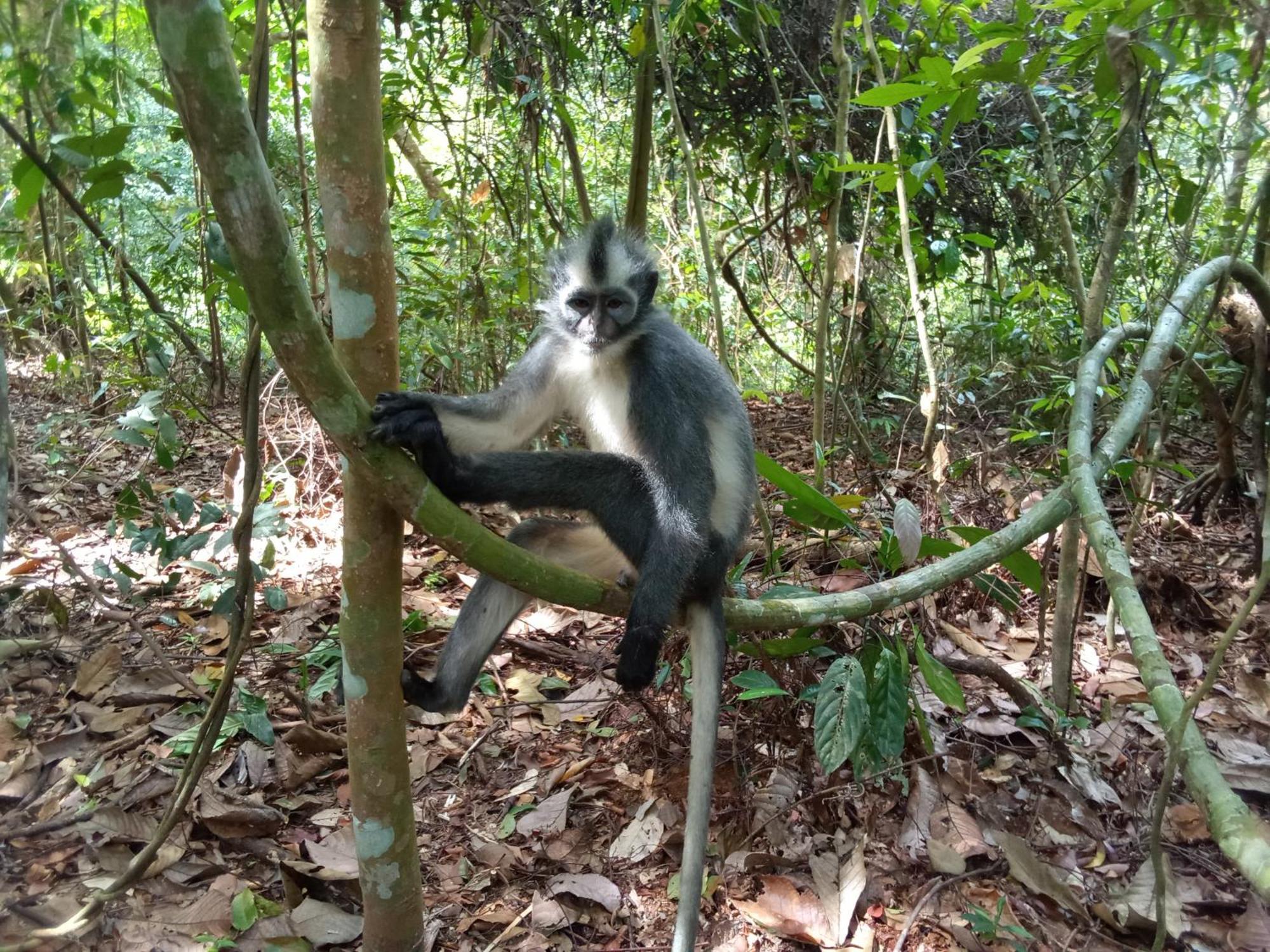 Jungle Treking & Jungle Tour If You Want To Stay Here,You Must Book Treking Only With Us Bukit Lawang Ngoại thất bức ảnh