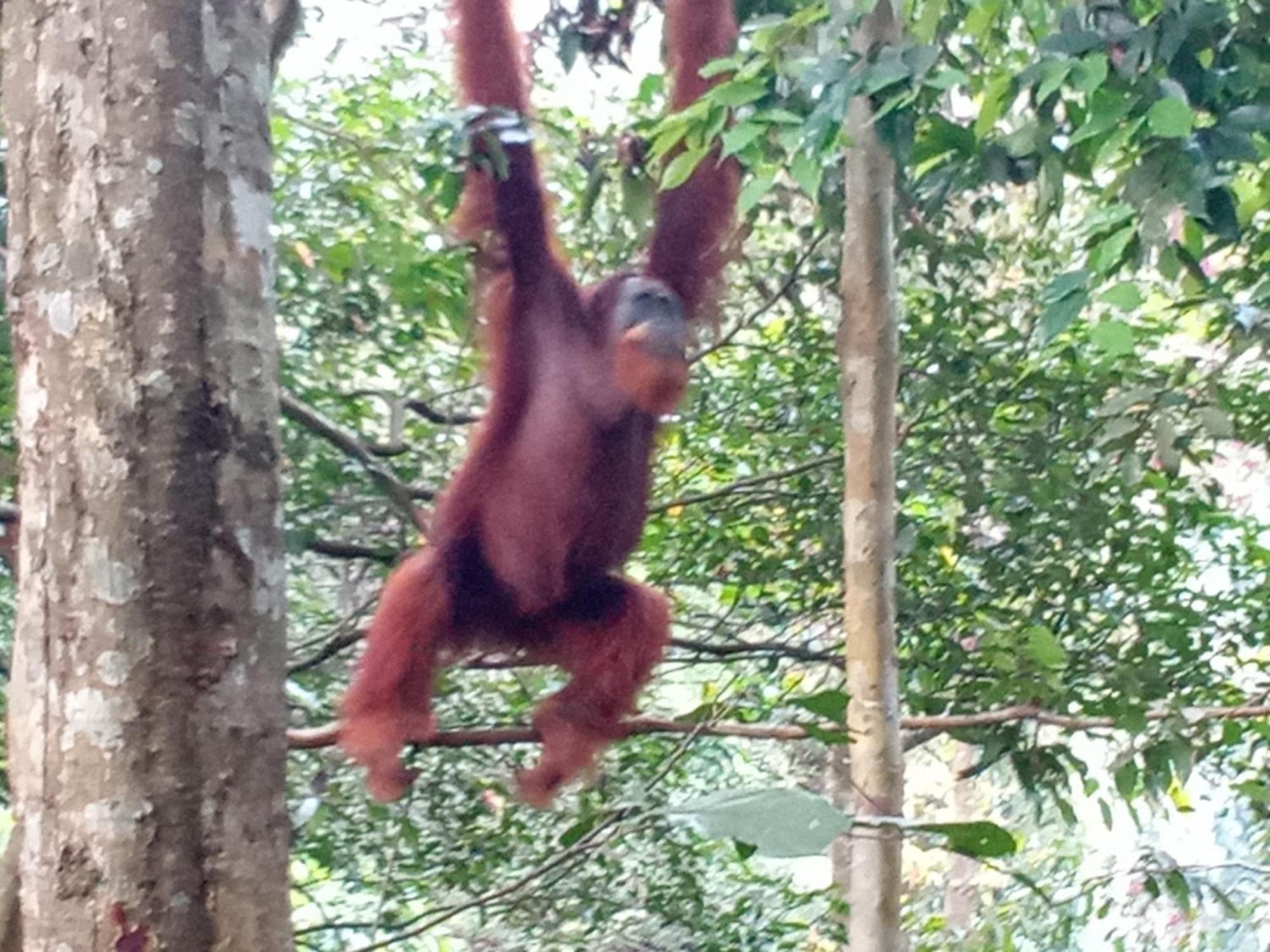 Jungle Treking & Jungle Tour If You Want To Stay Here,You Must Book Treking Only With Us Bukit Lawang Ngoại thất bức ảnh