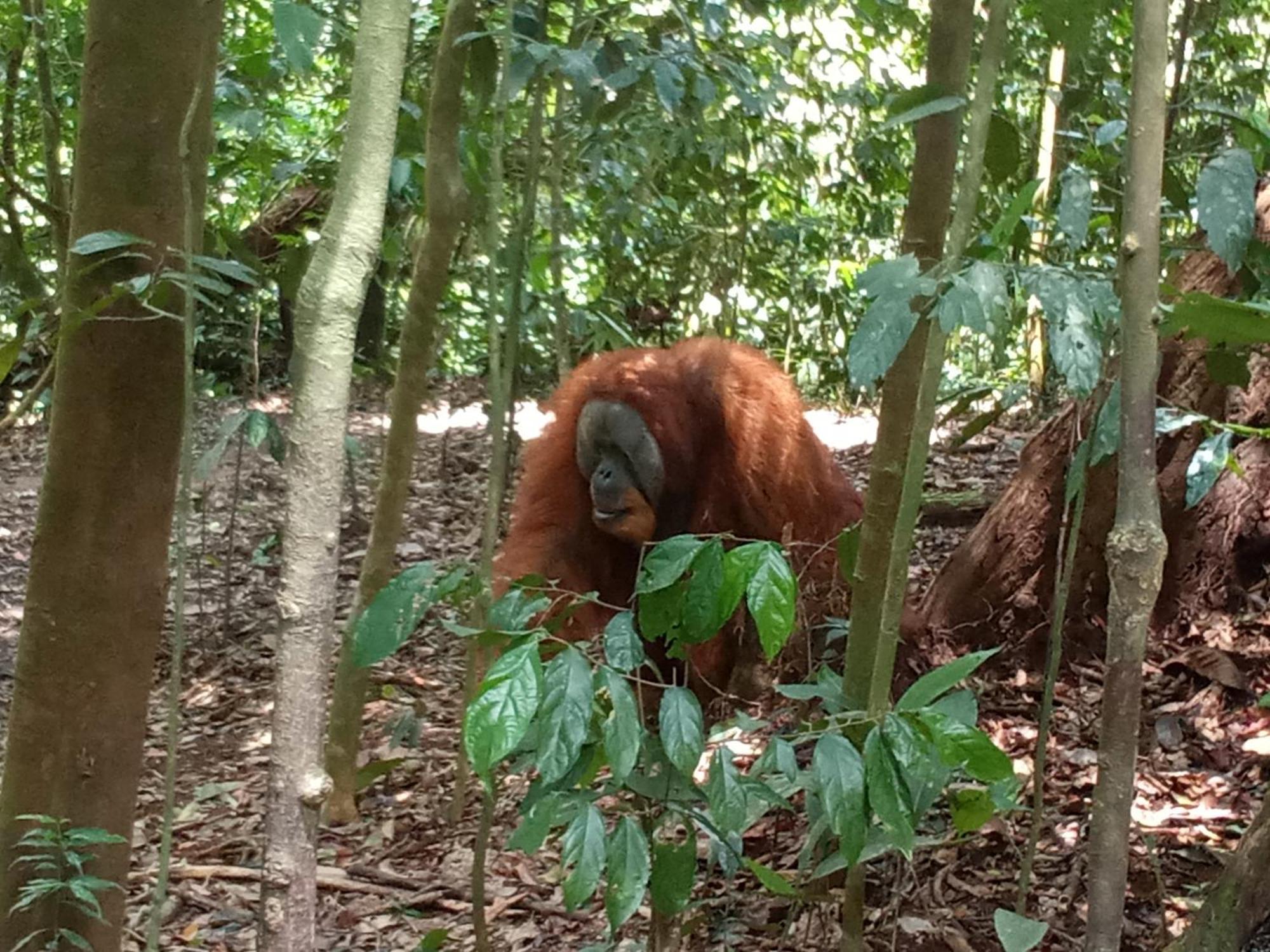 Jungle Treking & Jungle Tour If You Want To Stay Here,You Must Book Treking Only With Us Bukit Lawang Ngoại thất bức ảnh