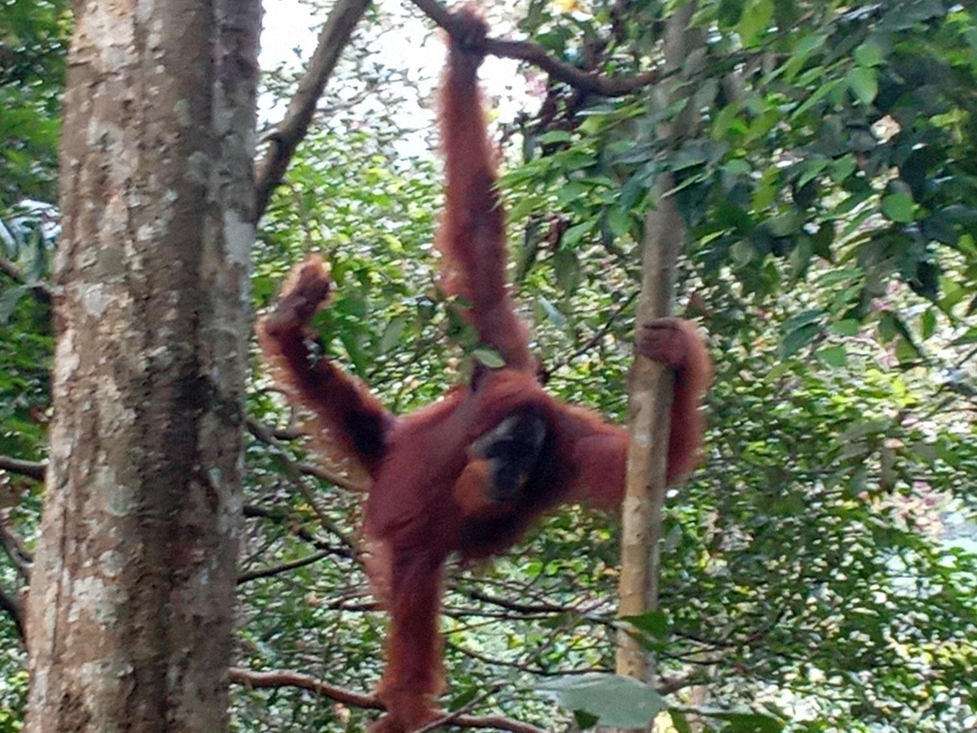 Jungle Treking & Jungle Tour If You Want To Stay Here,You Must Book Treking Only With Us Bukit Lawang Ngoại thất bức ảnh